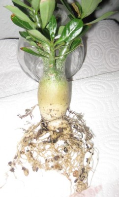 Waka Waka Aussaat Frühjahr 2011 (2).JPG