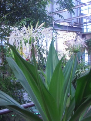 Crinum asiaticum.jpg