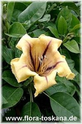 solandra_maxima_4_-_digi.jpg