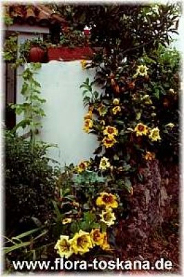 solandra_maxima_2_-_dia.jpg