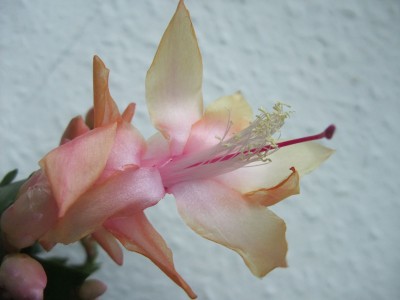 DSCF1059.JPG