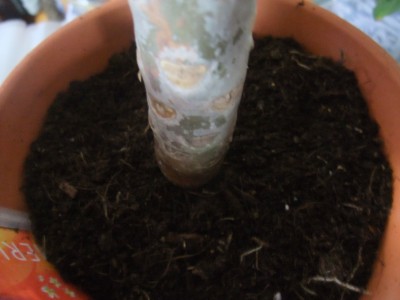 DSCF1042.JPG