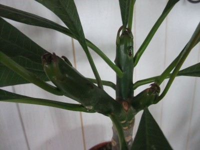 DSCF1041.JPG