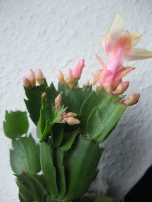 DSCF1058.JPG