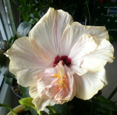 Hibiskus.jpg