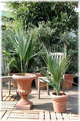 Sabal bermudana BermudaPalmetto · Pflanzenlexikon & Steckbriefe