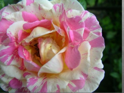 blüte..jpg