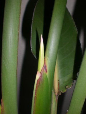 CIMG6887.JPG