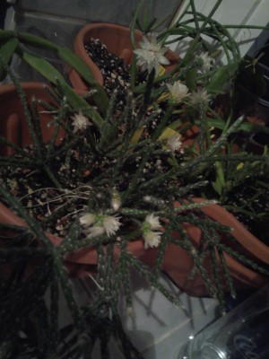 pilocarpa Blüten.jpg
