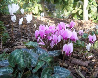 hederifoliumpersicum.jpg
