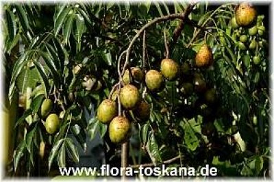 spondias_dulcis_5_-_011106.jpg