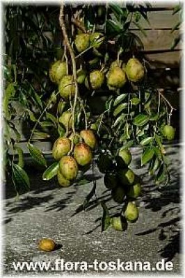 spondias_dulcis_4_-_011106.jpg