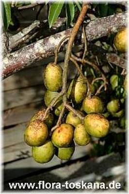 spondias_dulcis_1_-_011106.jpg