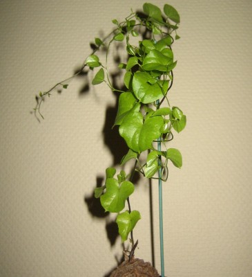 Bild green24 3 016.jpg