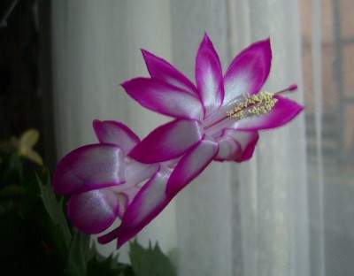 PIC_0005.JPG