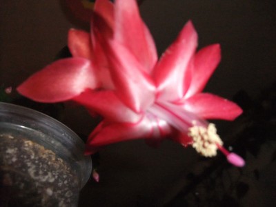 DSCF1078.JPG