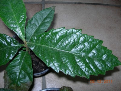 Japanische Wollmispel Blatt.jpg