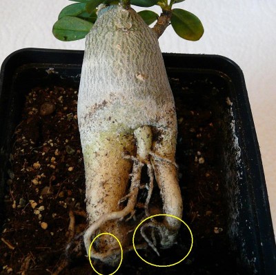 Wüsti Sallymaus.JPG