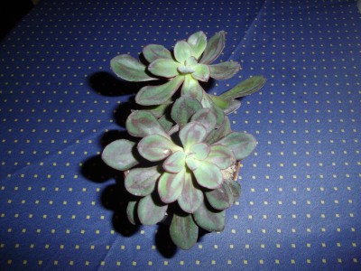Echeveria nodulosa.jpg