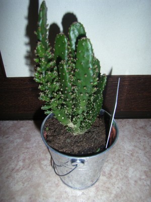 RIMG0112.JPG
