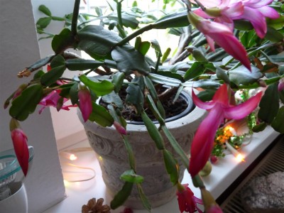 Schlumbergera ( bereits gedreht).JPG