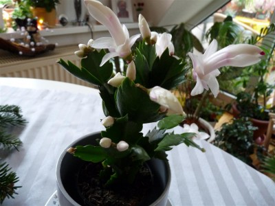 Schlumbergera (Erst kürzlich hier eingezogen).JPG