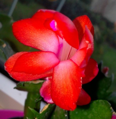 Foto0163.jpg