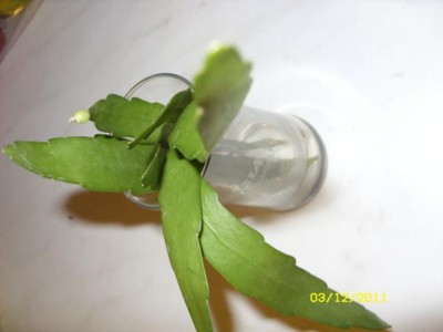 Photo1.jpg
