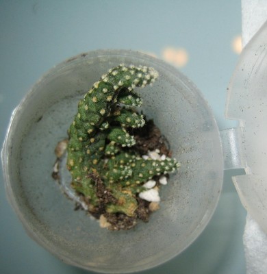 Bild green24 3 024.jpg