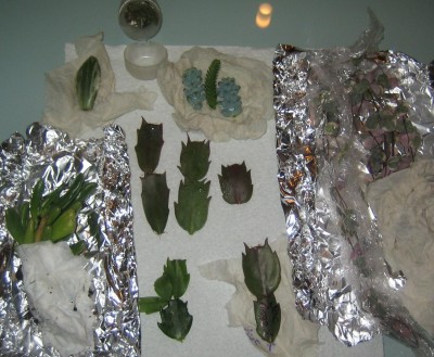 Bild green24 3 023.jpg