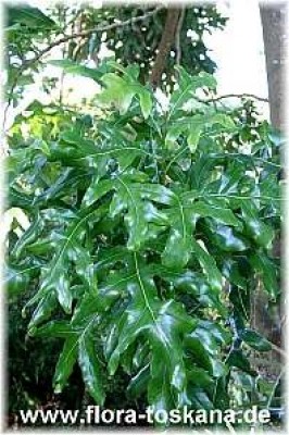 stenocarpus_sinuatus_-_digi.jpg
