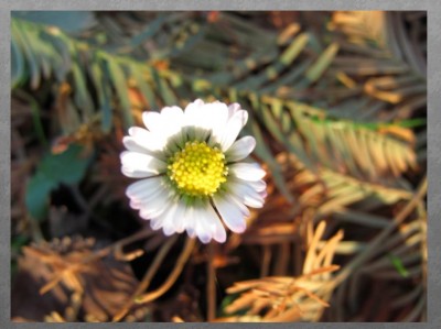 Gänseblümchen.jpg