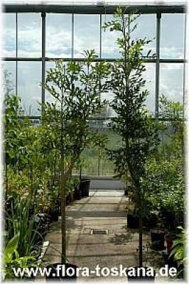 stenocarpus_sinuatus_1012_2_-_050607.jpg