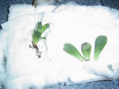 Wichtelpäckchen,Teil 1.jpg