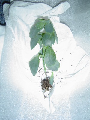 Wichtelpäckchen,Teil 1 (2).jpg