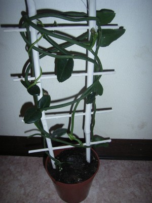 RIMG0109.JPG