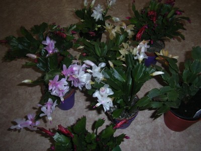 RIMG0119.JPG