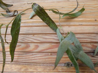 DSCF1816.JPG
