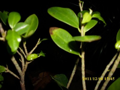 K800_DSCI0005.JPG