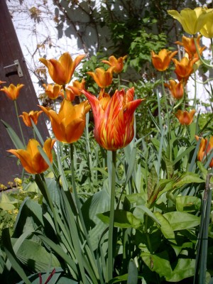 Ballerina geflammt521k.jpg