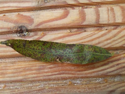 DSCF1814.JPG