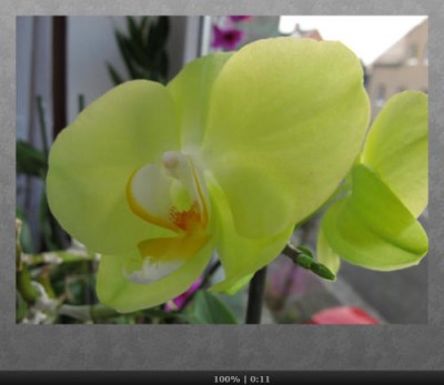Orchidee.jpg