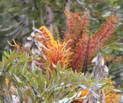 95. Unbekannter Baum, IMG_6844.JPG