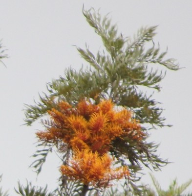 95. Unbekannter Baum, IMG_6841.JPG