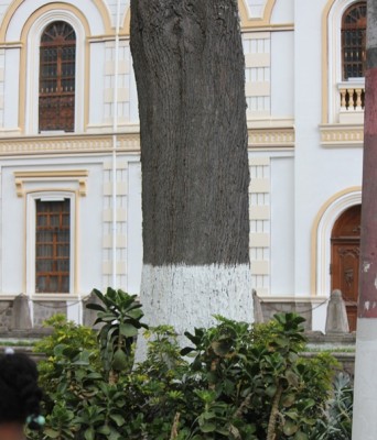95. Unbekannter Baum, IMG_6846.JPG