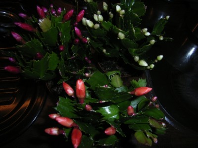 RIMG0121.JPG