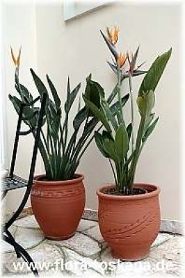 strelitzia_reginae_3_-_digi.jpg