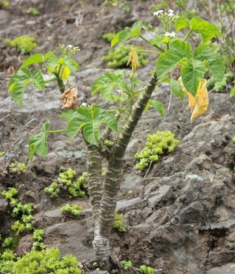 126. Pflanze, IMG_6777.JPG