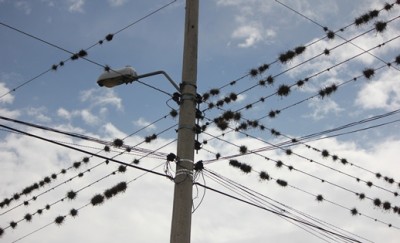 127. Pflanze, IMG_6800.JPG