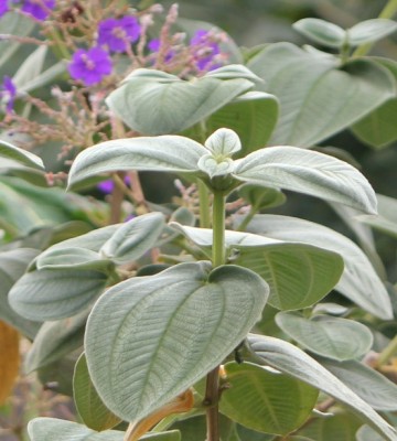 128. Pflanze,IMG_6997.JPG